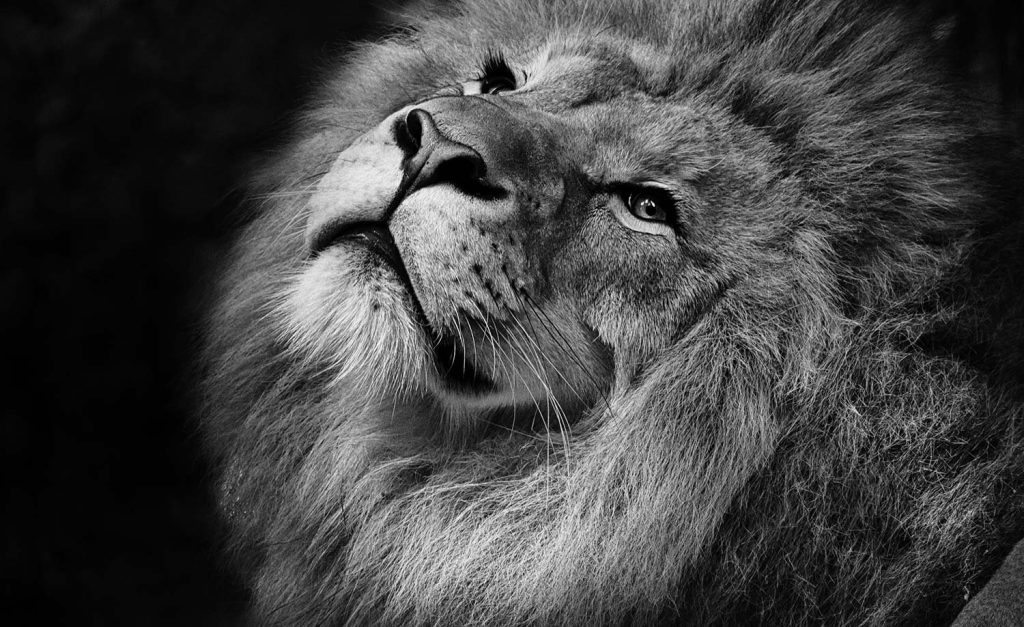 beautiful lion art